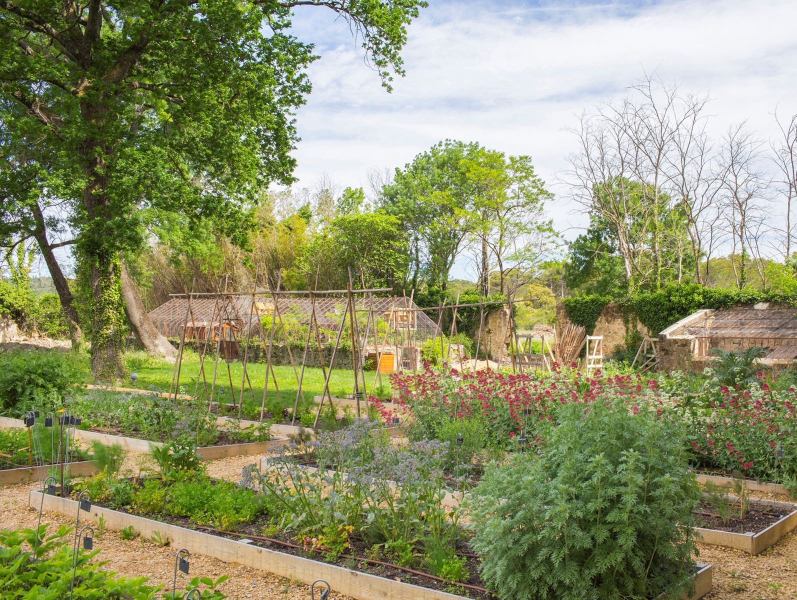 341/Potager/Chateau-de-Provence-Provence-Alpes-Olivers-Travels_31_SL_-_Copie_resultat.jpg